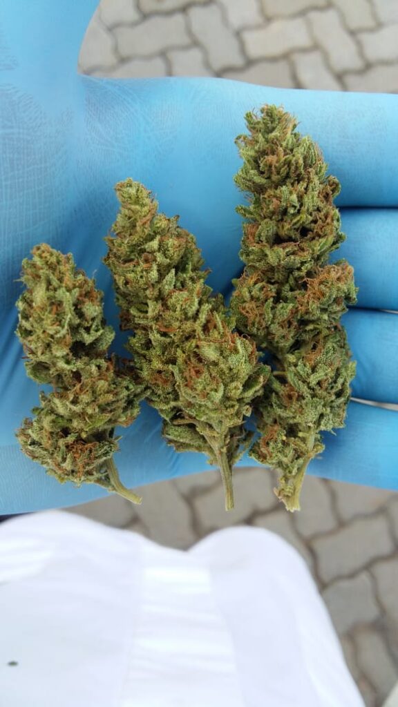 Cannabis Wallstreet cbd flowers