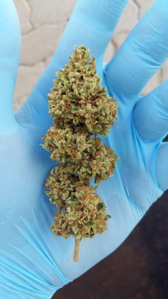 Cannabis Wallstreet hemp flowers